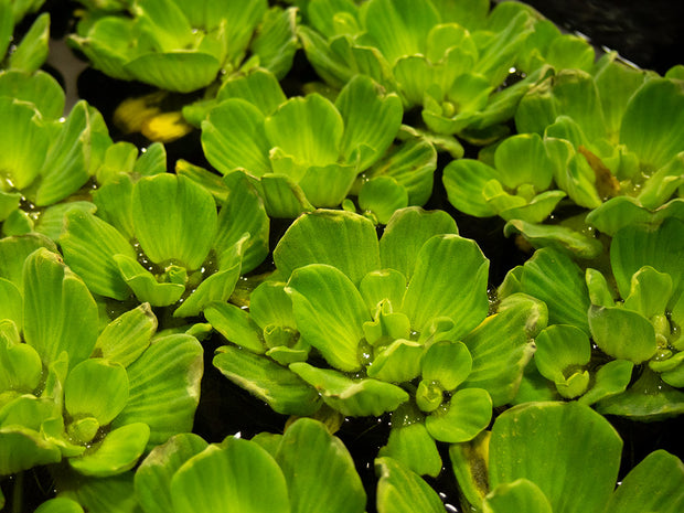 Rosette Water Lettuce (Pistia stratiotes)