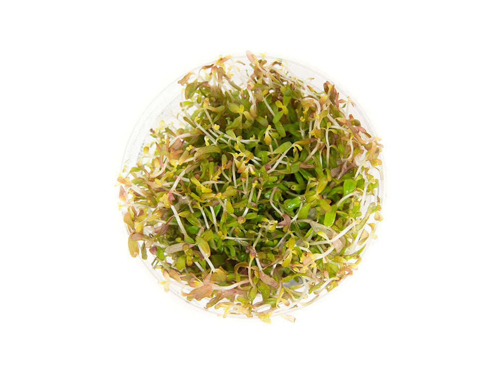 Rotala Vietnam H'ra (Rotala rotundifolia "Vietnam H'ra") Tissue Culture
