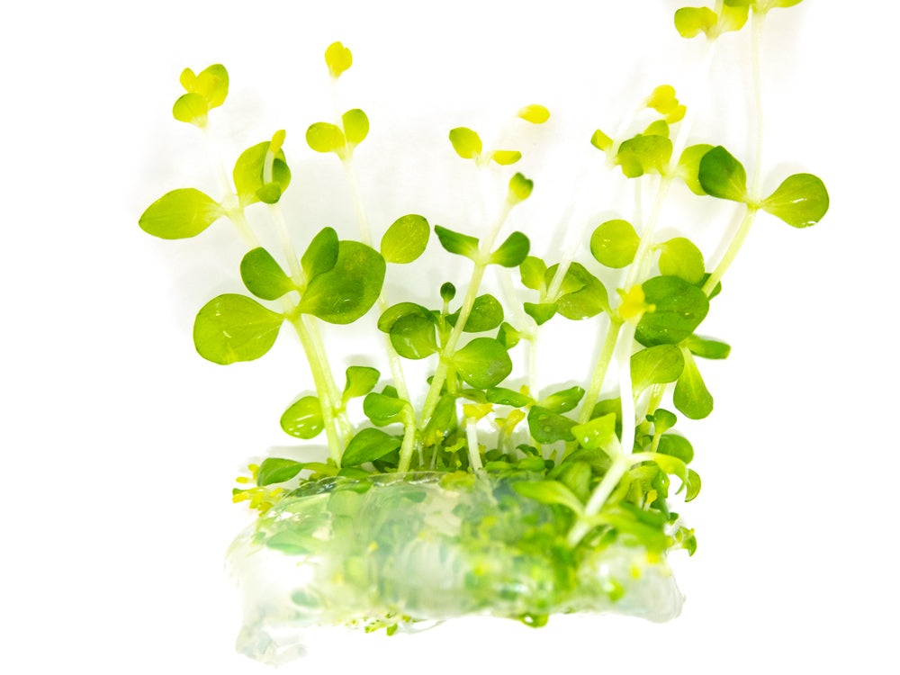 Roundleaf Lindernia (Lindernia rotundifolia) Tissue Culture