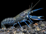 Starry Night Crayfish (Cherax alyciae)