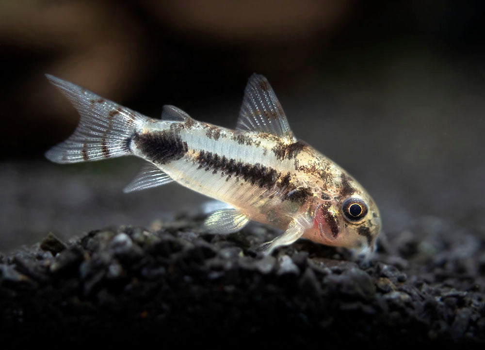 Salt and Pepper Pygmy Cory Catfish (Corydoras habrosus)