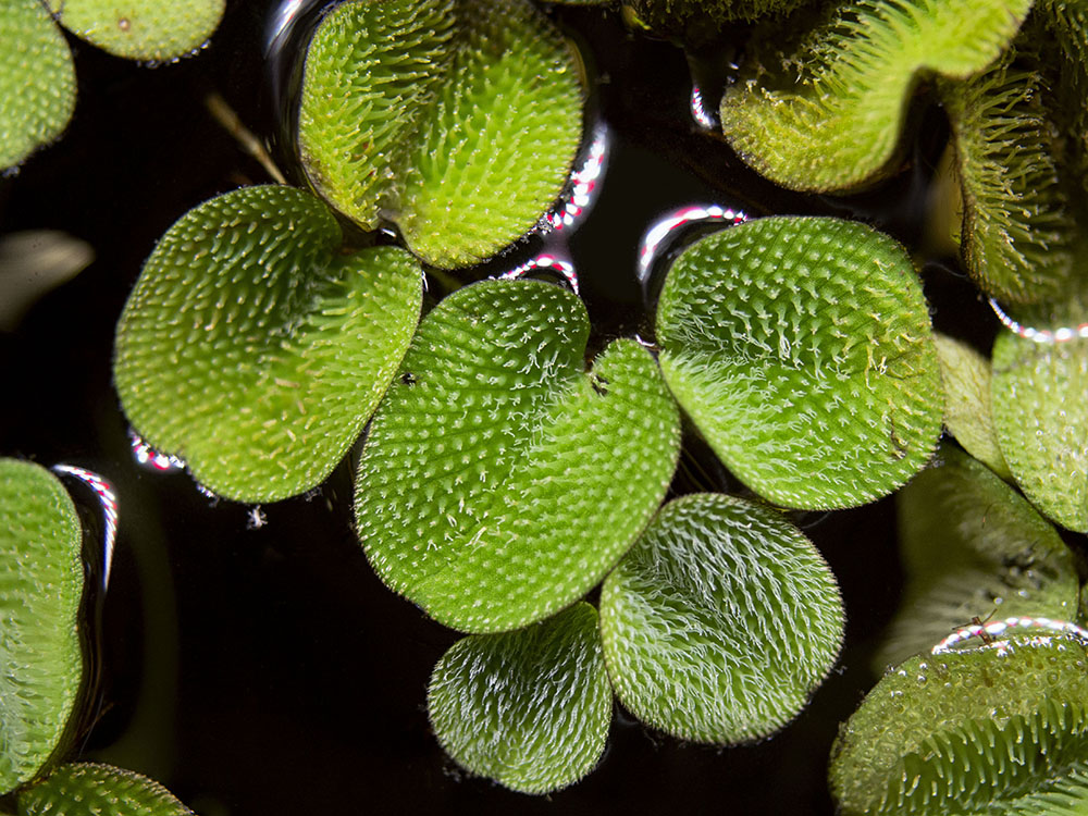 Water Spangles (Salvinia minima)