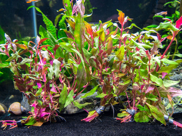 Scarlet Temple (Alternanthera Reineckii) Bunch Live Aquarium Plants Buy2 Get1 Free, Size: 5-8 Inches, Green