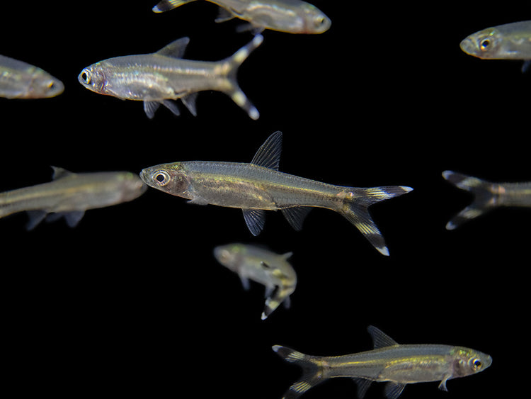 large group of scissortail rasbora for sale
