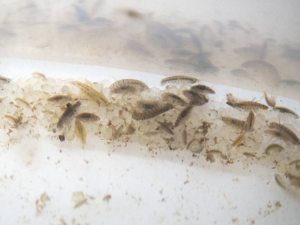 Live Scud AKA Freshwater Amphipod (Gammarus sp.) Culture - Aquatic Arts