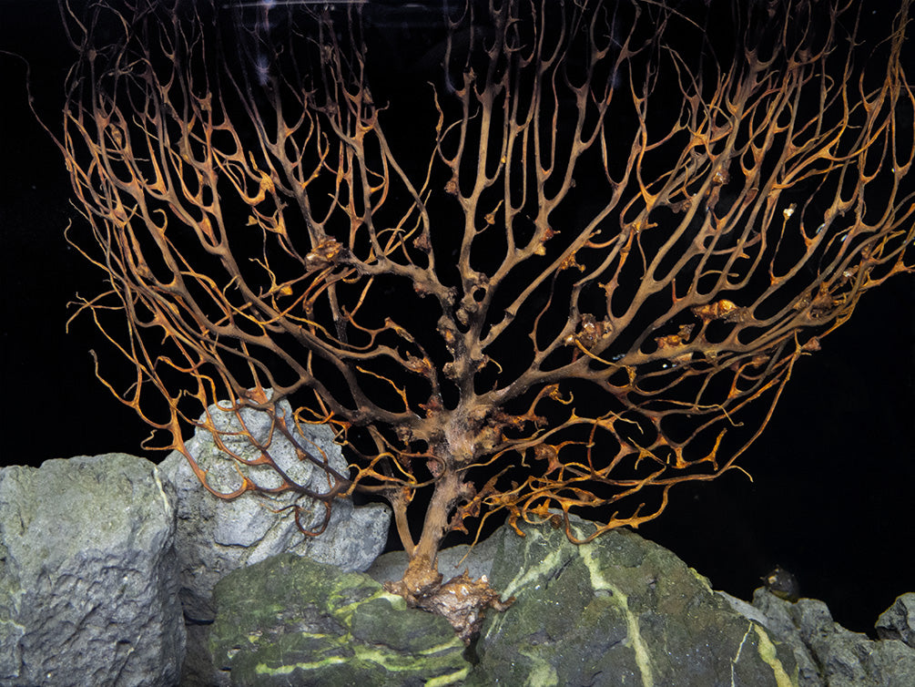 Sea Fan newest Natural Coral one of a kind 22x21 I