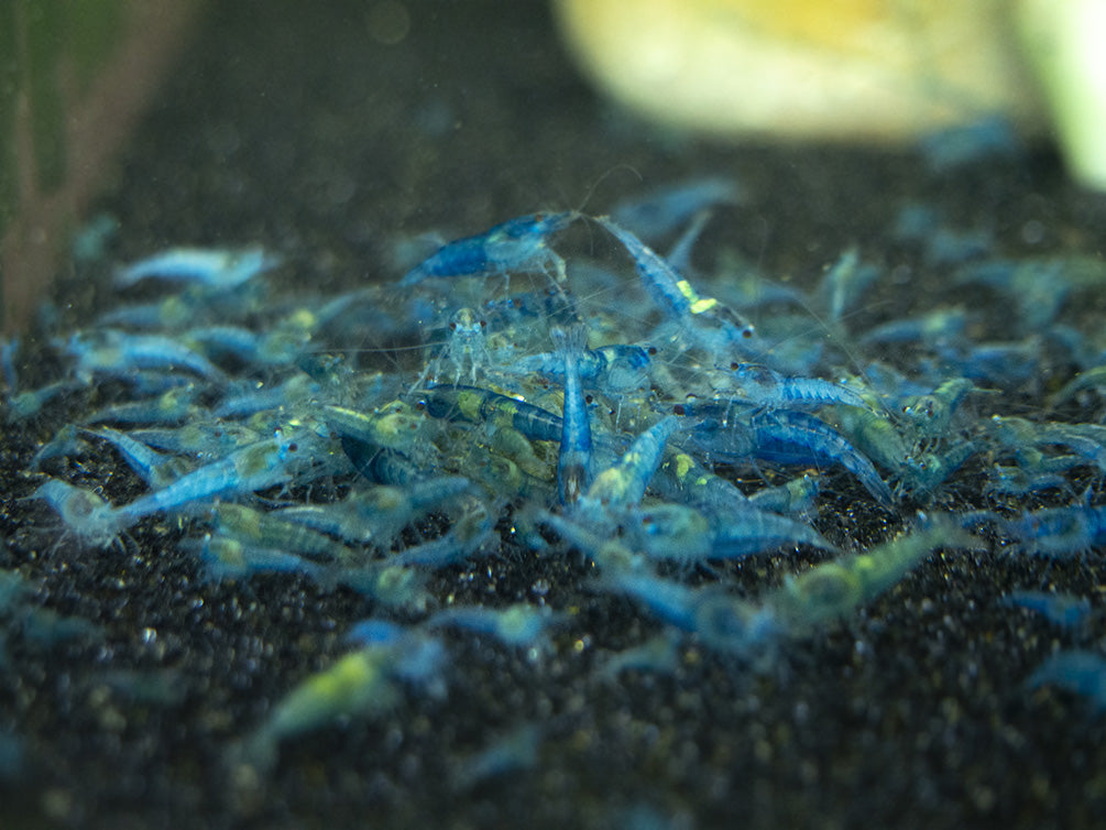 freshwater shrimp food