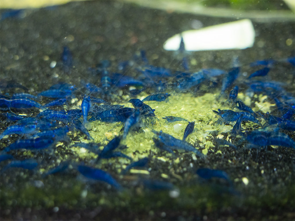 shrimp envy food fight for sale online