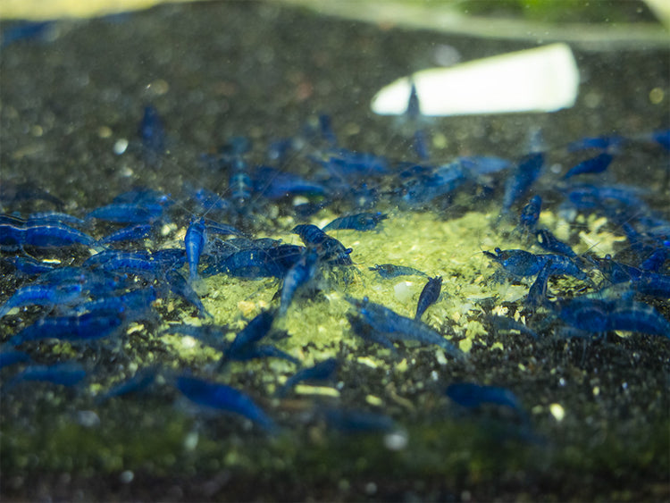 shrimp envy food fight for sale online