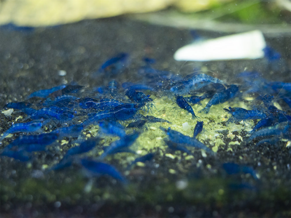 baby shrimp food