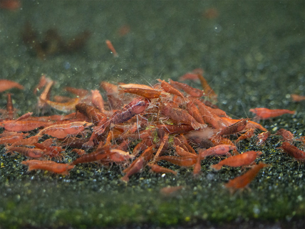 shrimp feeding time