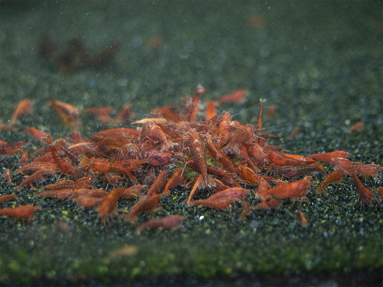 breeding shrimp food