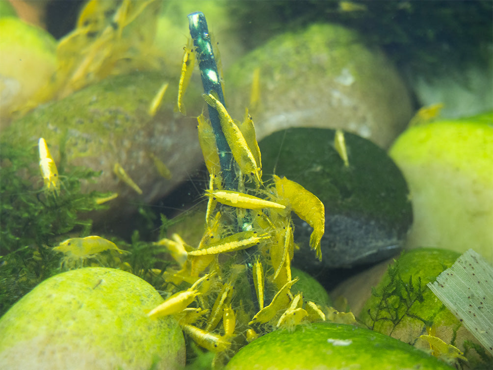 easy shrimp feeding method