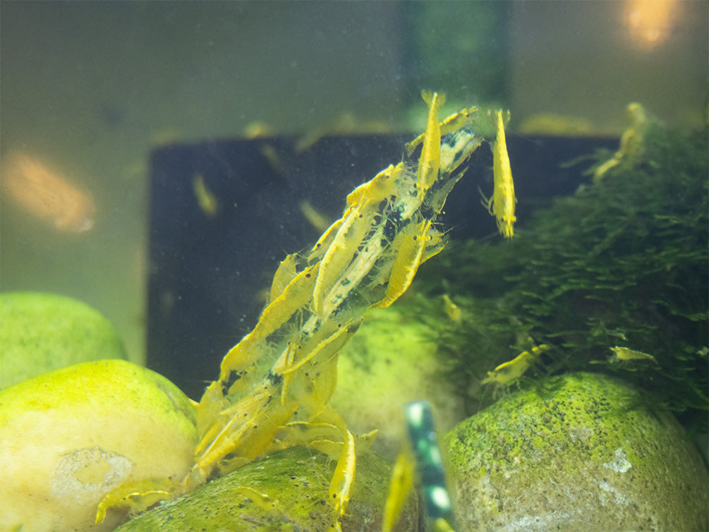 shrimp feeding time