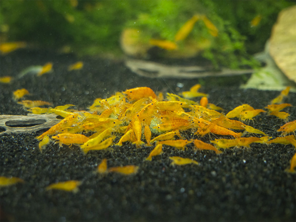 shrimp envy shell envy shrimp food