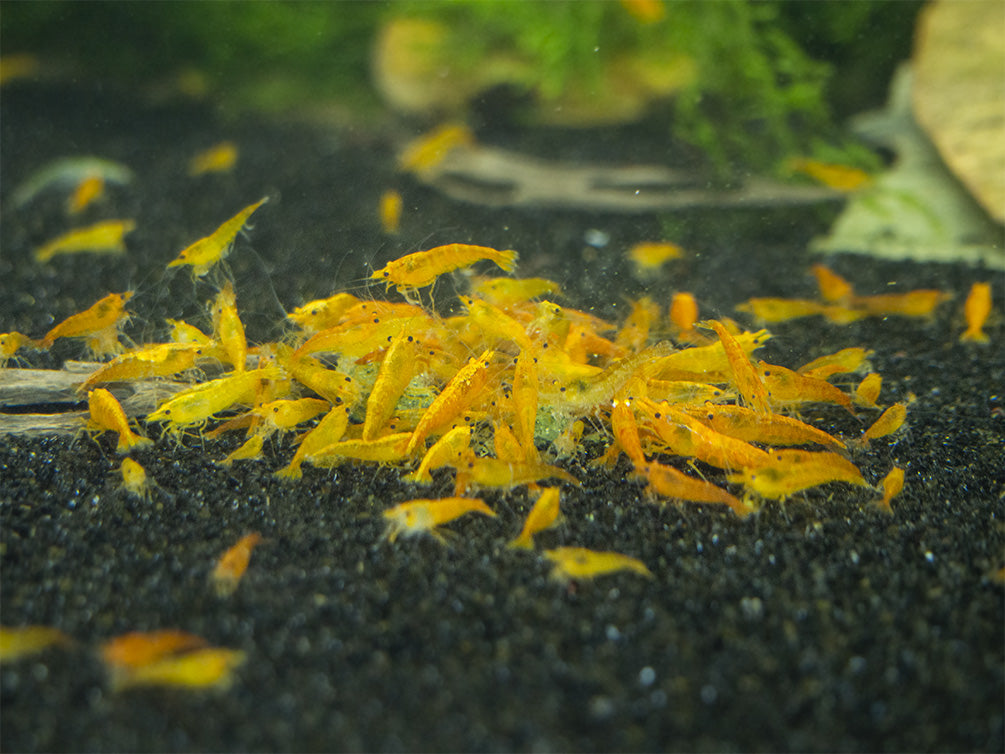 shrimp feeding time