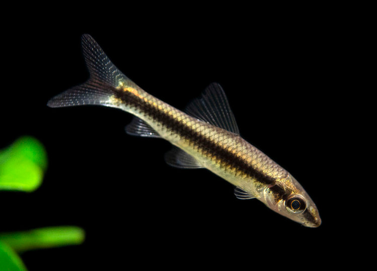 Siamese Algae Eater for sale
