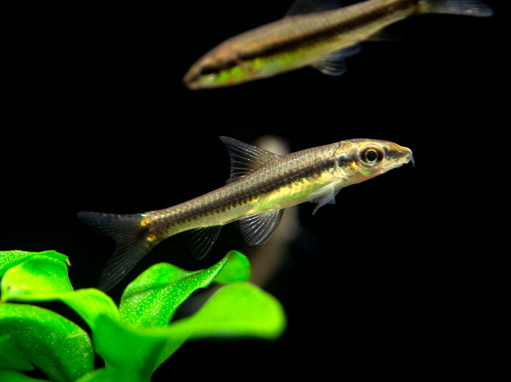 Siamese Algae Eater (Crossocheilus siamensis) Aquatic Arts