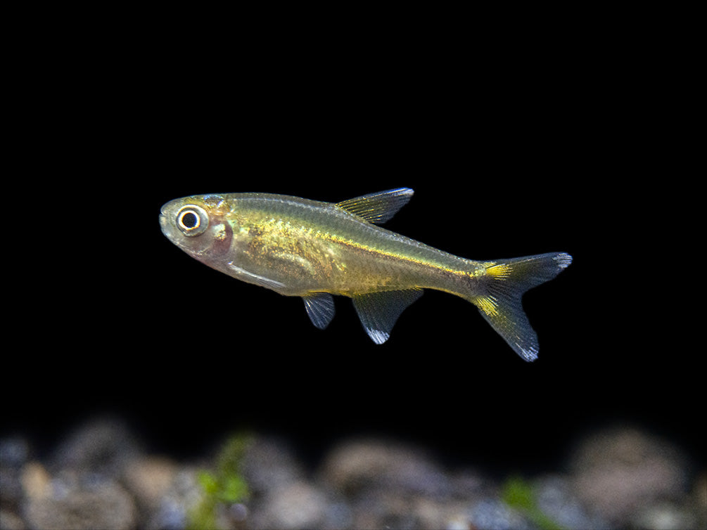 Silvertip Tetra Nano Fish for sale