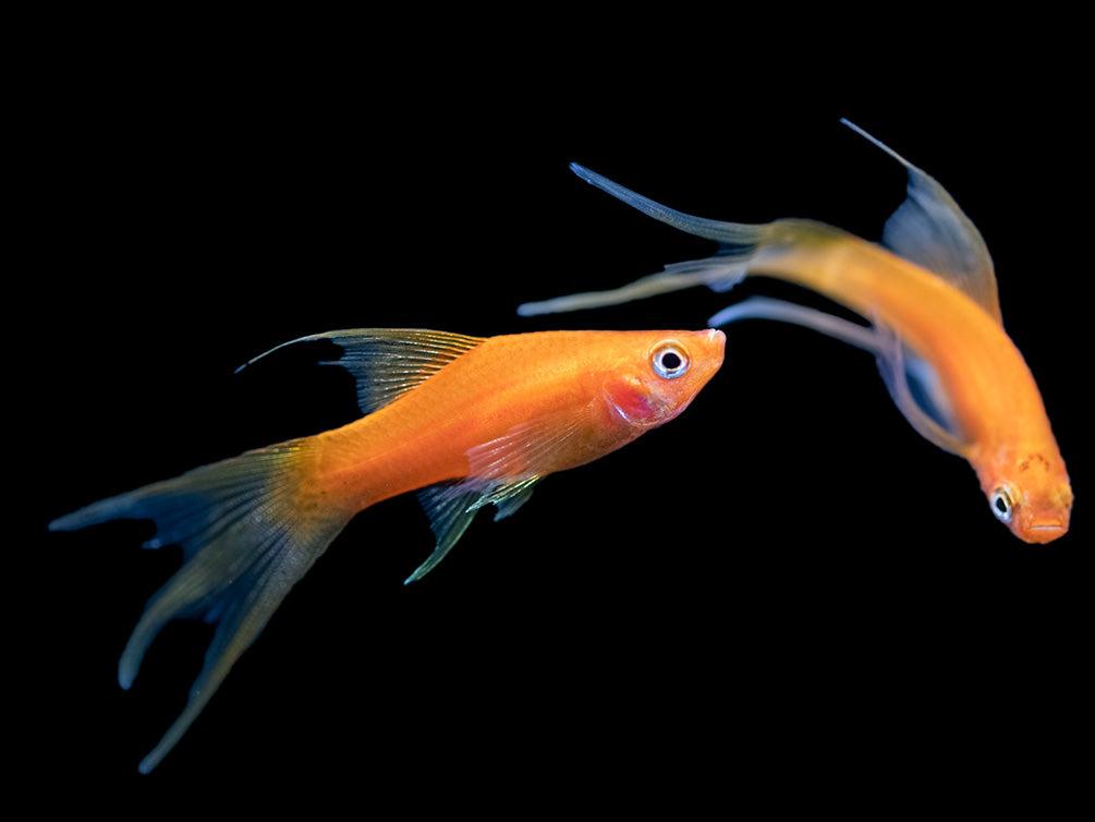 Simpson's Hi Fin Lyretail Swordtail (Xiphophorus helleri hybrid) - Tank-Bred!