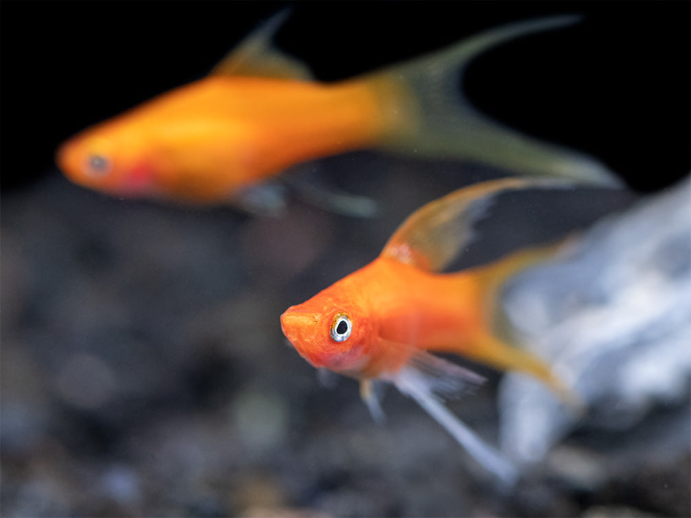 Simpson's Hi Fin Lyretail Swordtail (Xiphophorus helleri hybrid) - Tank-Bred!