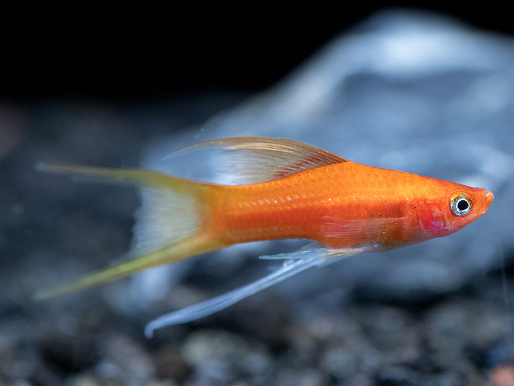 Simpson's Hi Fin Lyretail Swordtail (Xiphophorus helleri hybrid) - Tank-Bred!