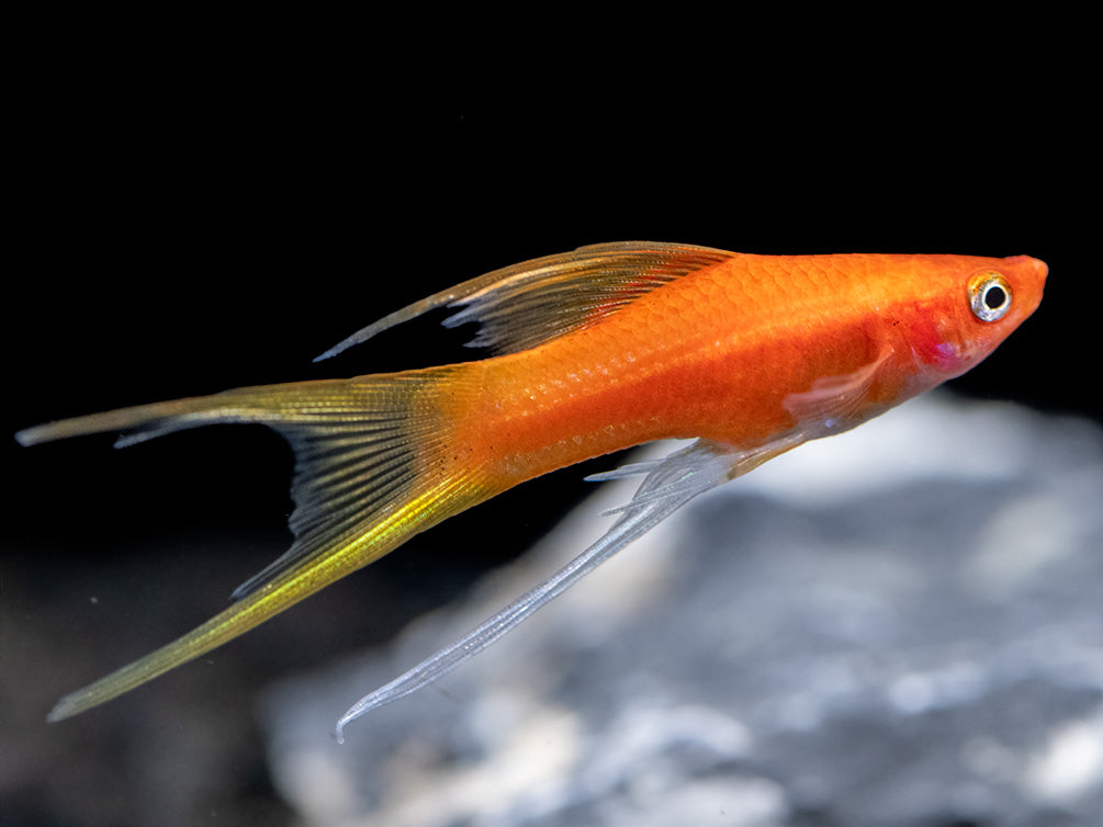 Simpson's Hi Fin Lyretail Swordtail (Xiphophorus helleri hybrid) - Tank-Bred!