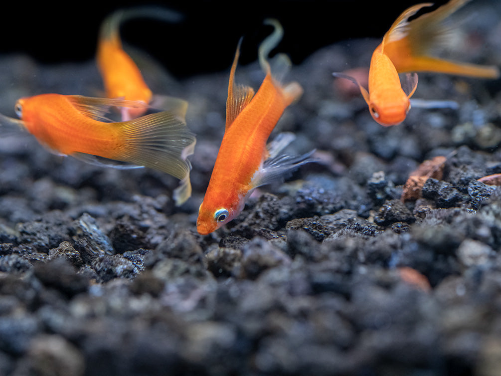 Simpson's Hi Fin Lyretail Swordtail (Xiphophorus helleri hybrid) - Tank-Bred!