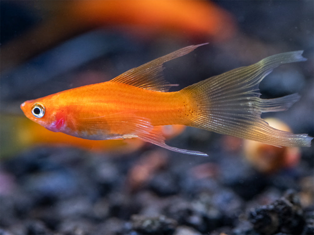 Simpson's Hi Fin Lyretail Swordtail (Xiphophorus helleri hybrid) - Tank-Bred!