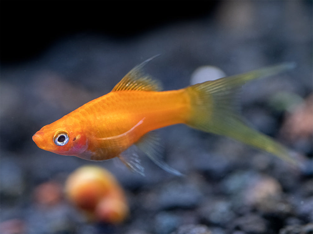 Simpson's Hi Fin Lyretail Swordtail (Xiphophorus helleri hybrid) - Tank-Bred!