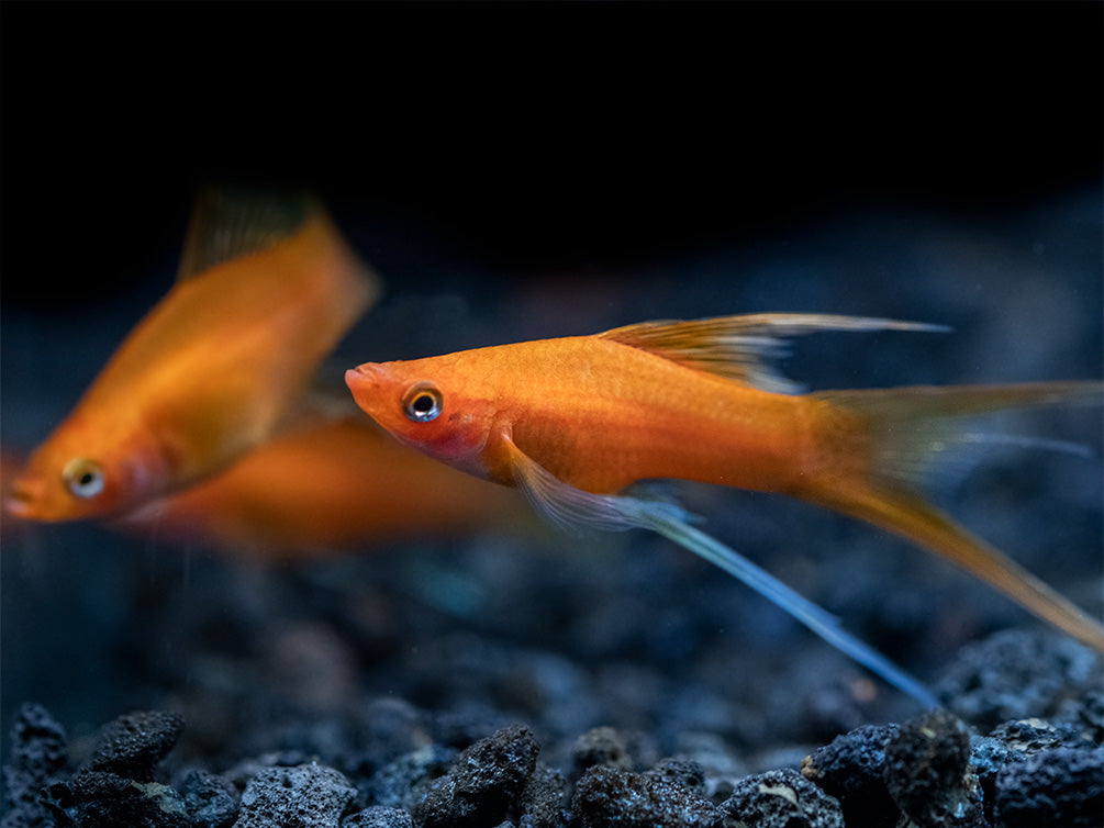 Simpson's Hi Fin Lyretail Swordtail (Xiphophorus helleri hybrid) - Tank-Bred!