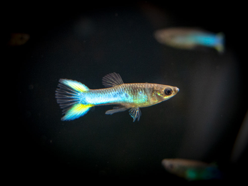 Sky Blue Endler’s Livebearer (Poecilia wingei var. “Sky Blue”), Tank-Bred