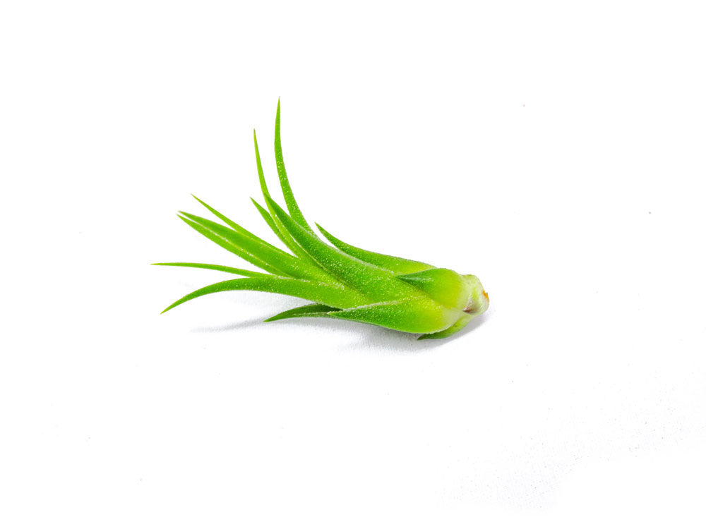 Air Plant Variety Pack - 2 to 5 Inch (Smaller Pack)