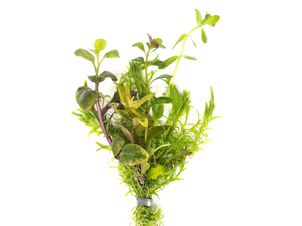 Freshwater Stem Plant Bouquet
