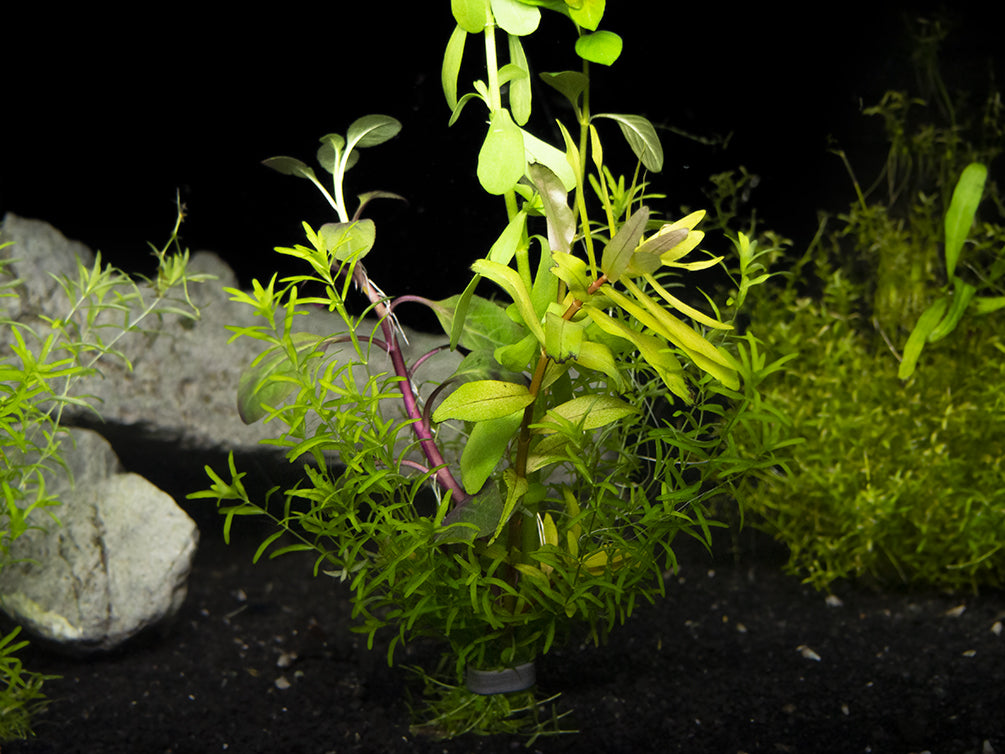 freshwater plants combo pack