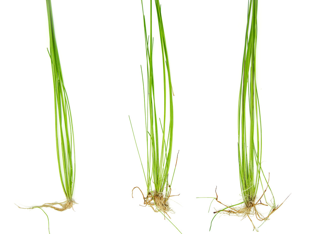 Giant Hairgrass AKA Sand Spikerush (Eleocharis montevidensis)