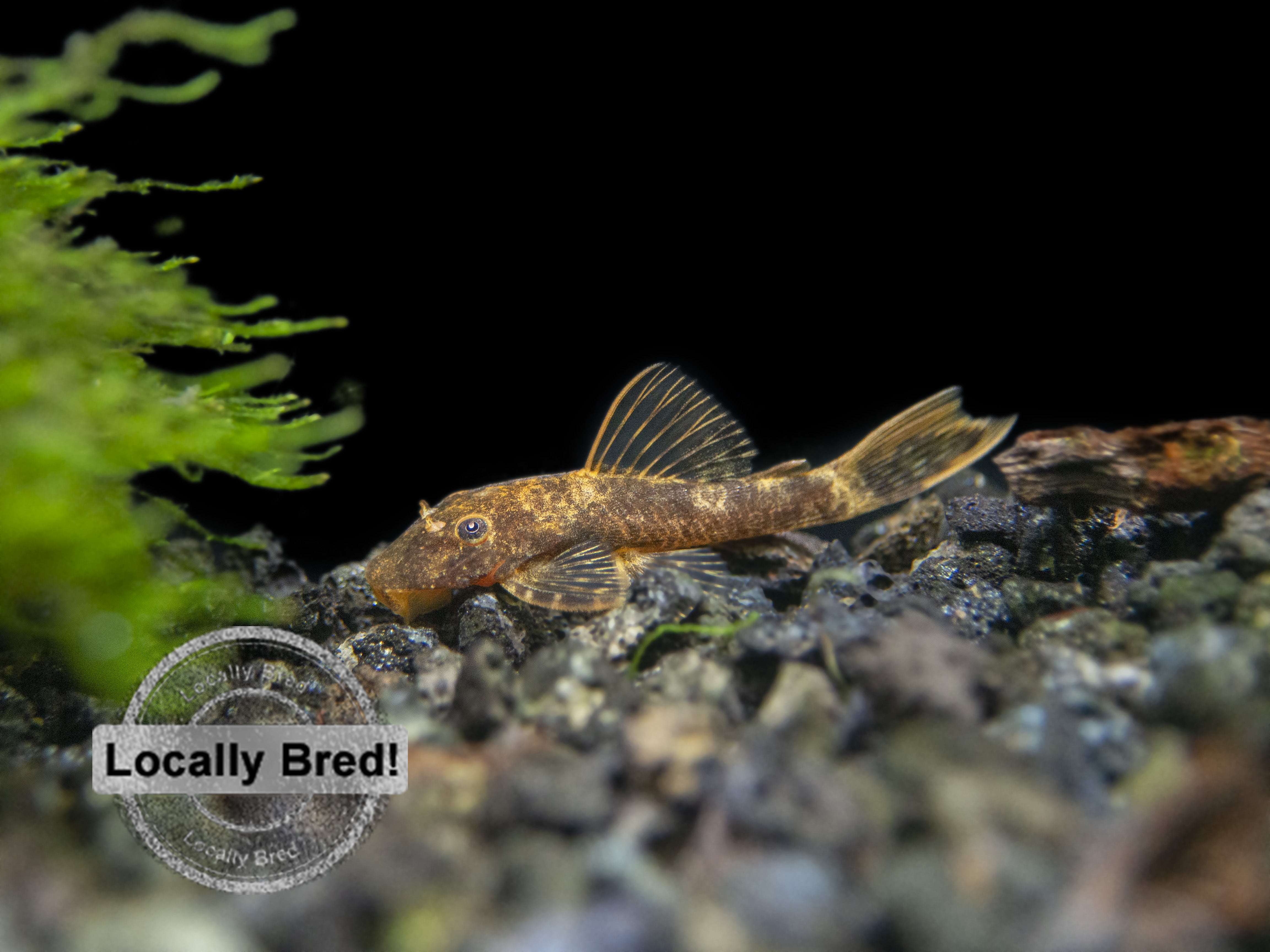 bristlenose pleco for sale near me