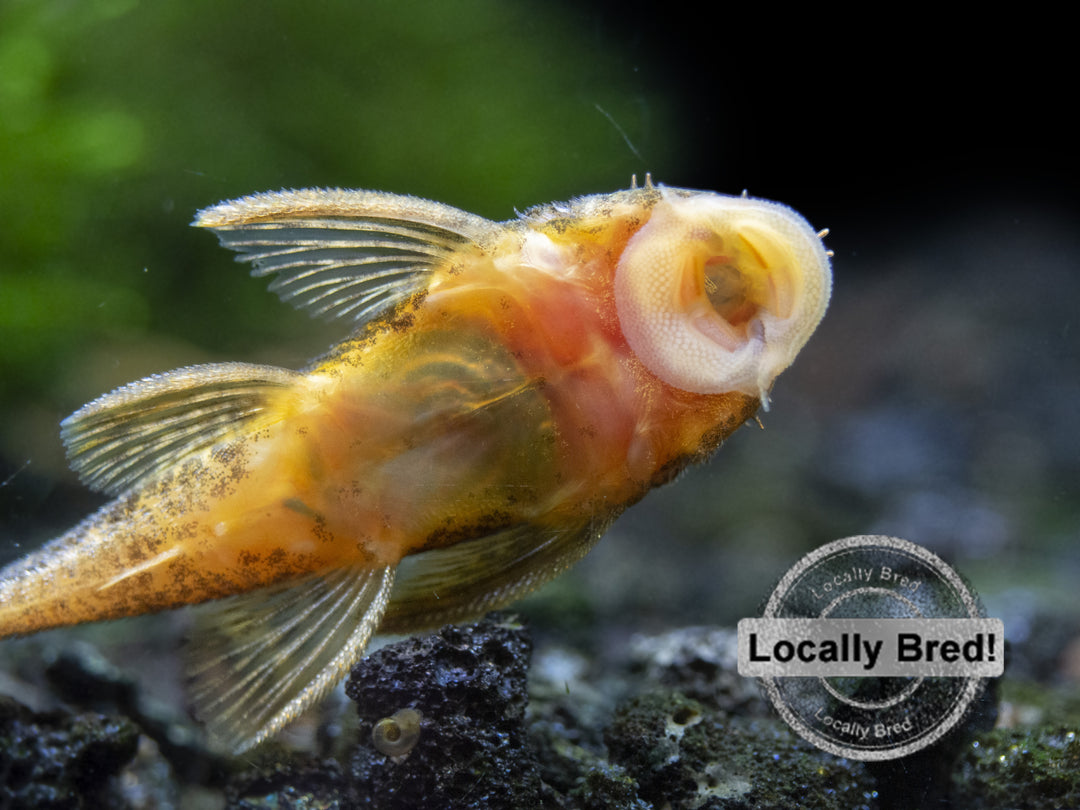 super red calico bristlenose pleco freshwater aquarium