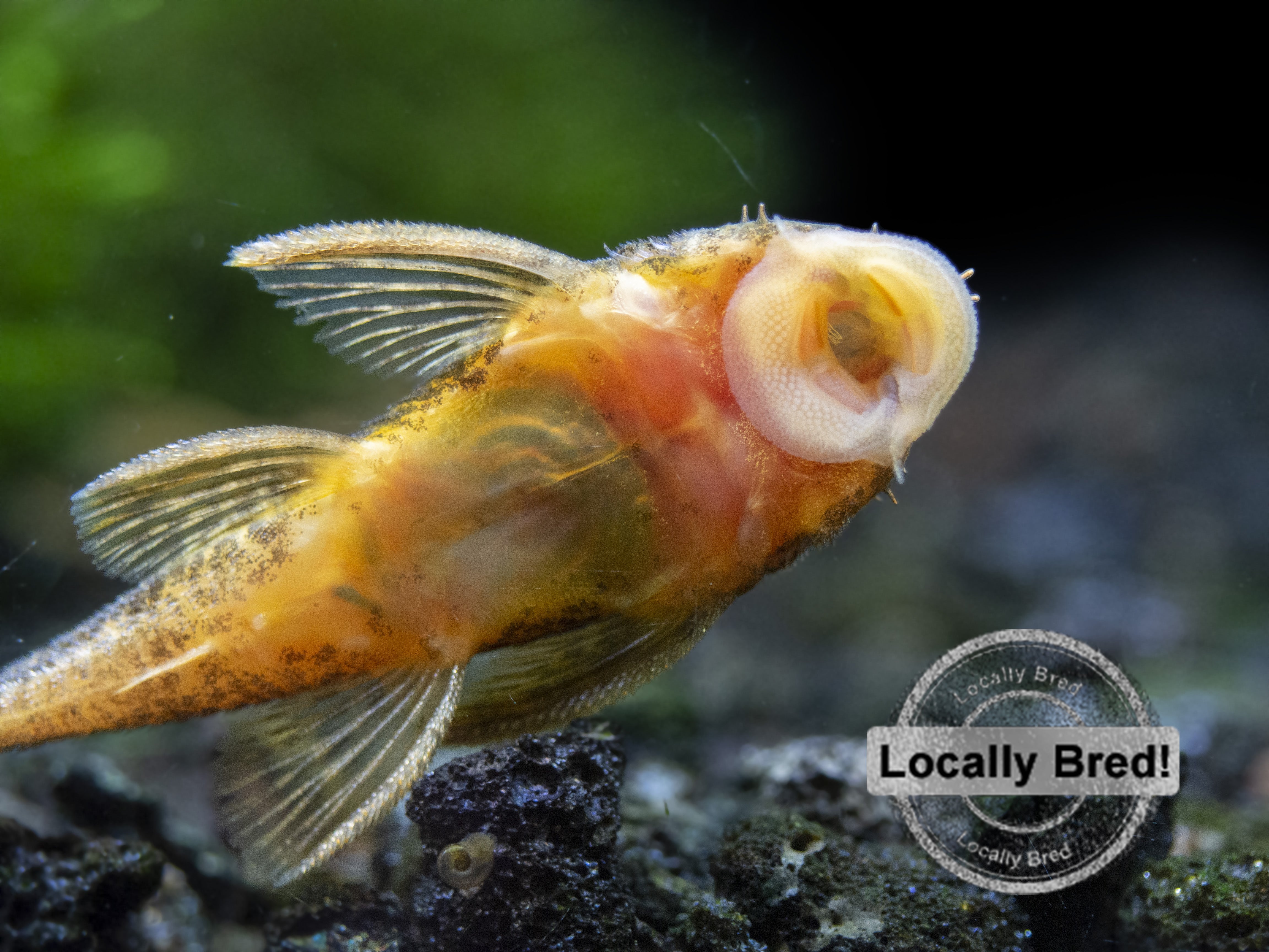 super red calico bristlenose pleco freshwater aquarium