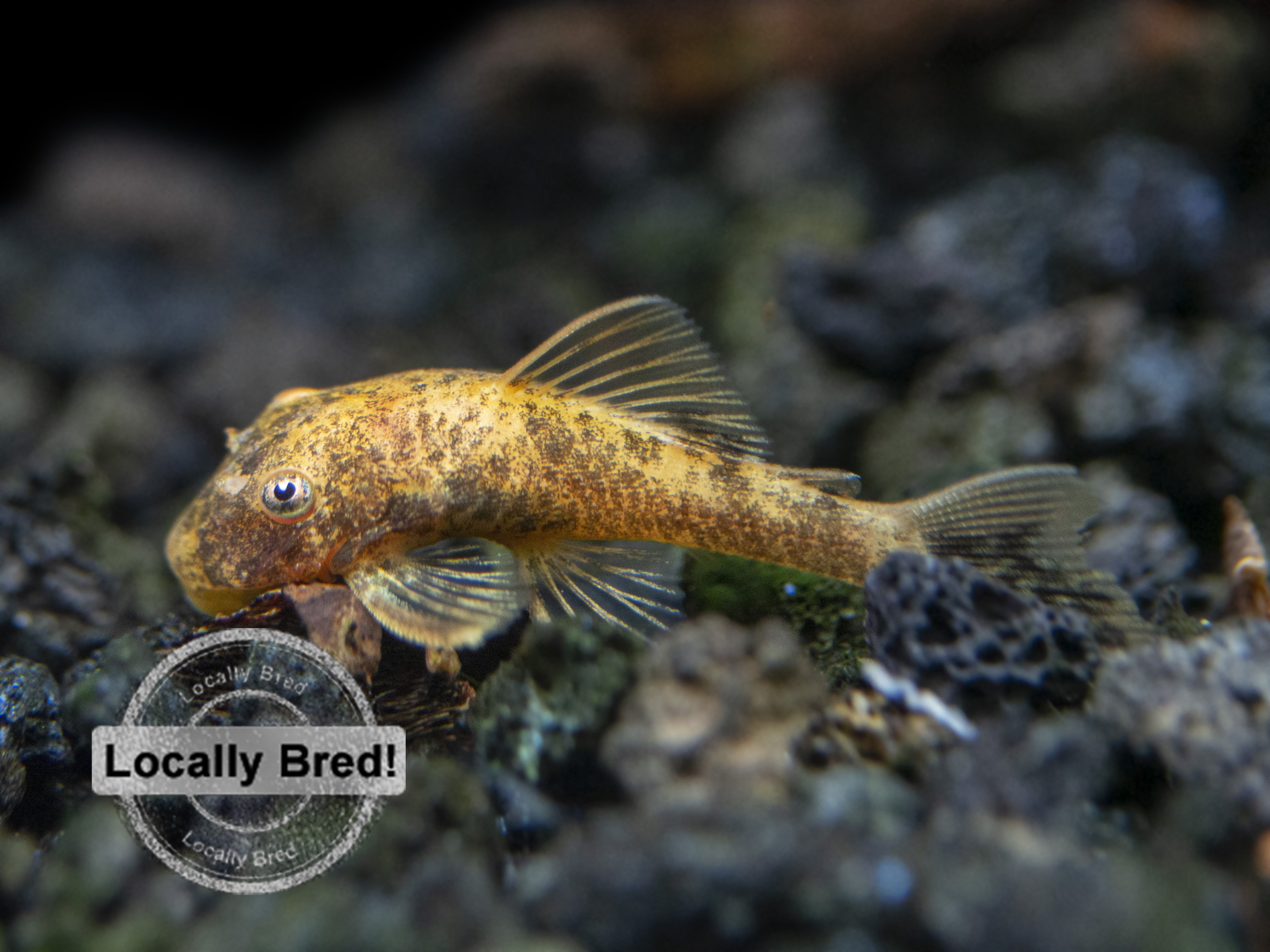 bristlenose pleco for sale fish tank