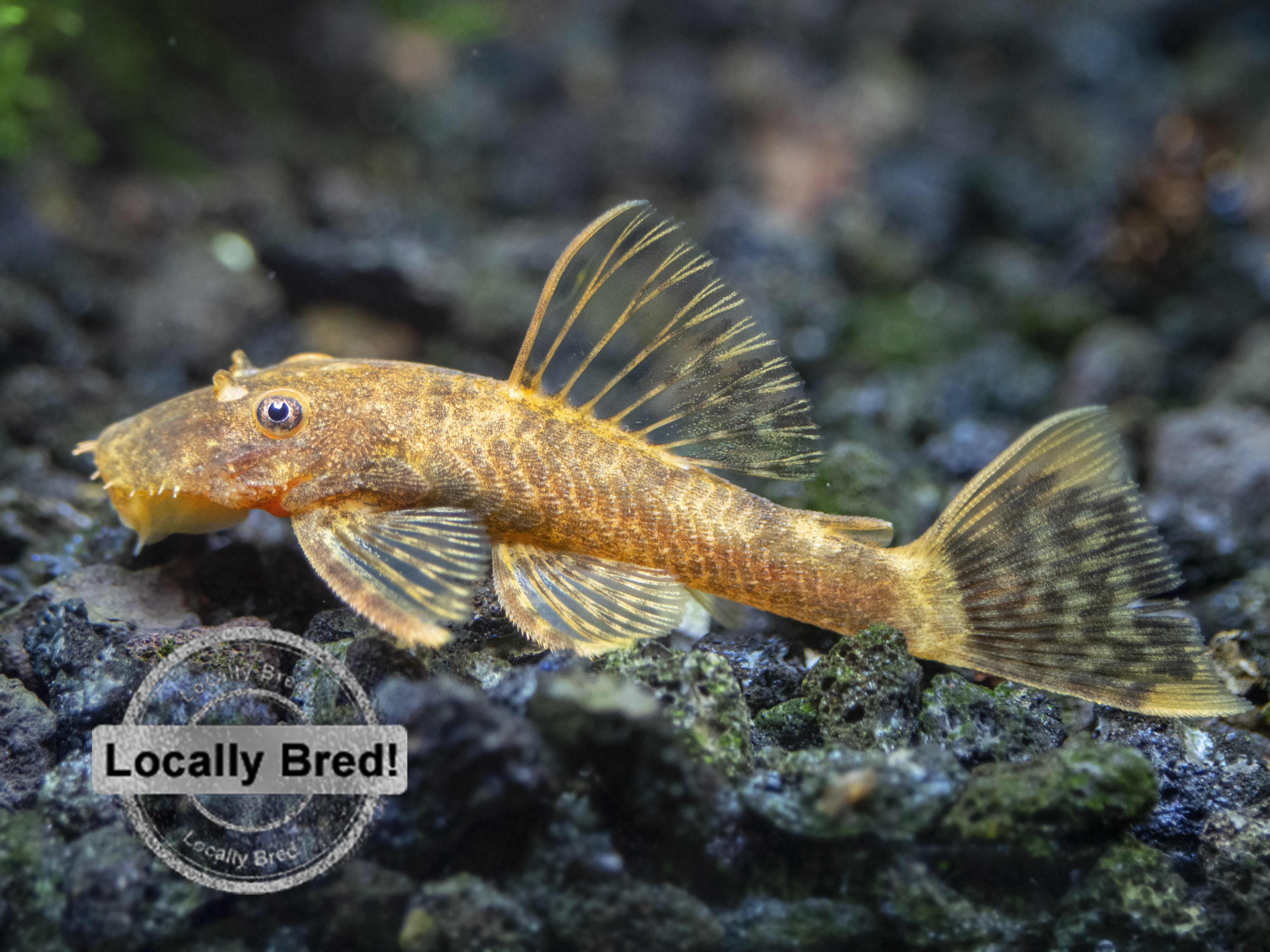 calico bristlenose pleco variant for sale freshwater fish
