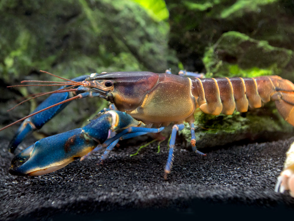 Supernova AKA Blue Moon Crayfish (Cherax boesemani)