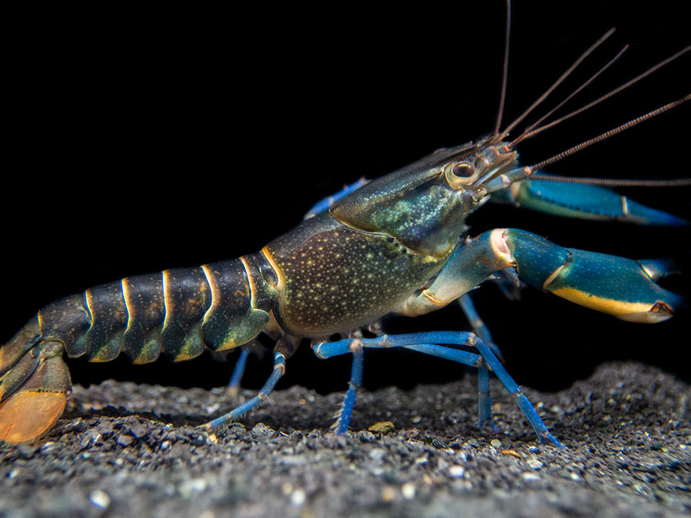 Supernova AKA Blue Moon Crayfish (Cherax boesemani)
