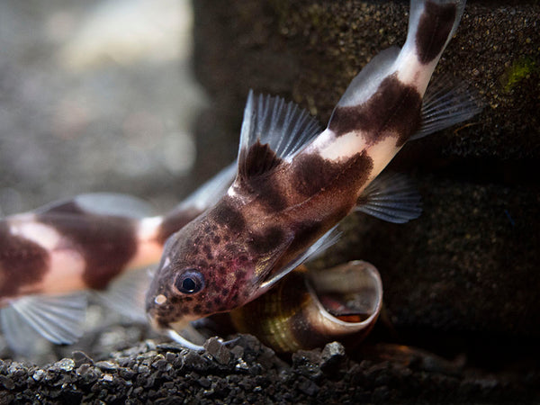 Valentine Catfish (Synodontis decorus x multipunctatus) - Aquatic