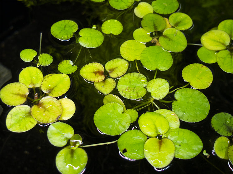 locally grown amazon frogbit for sale