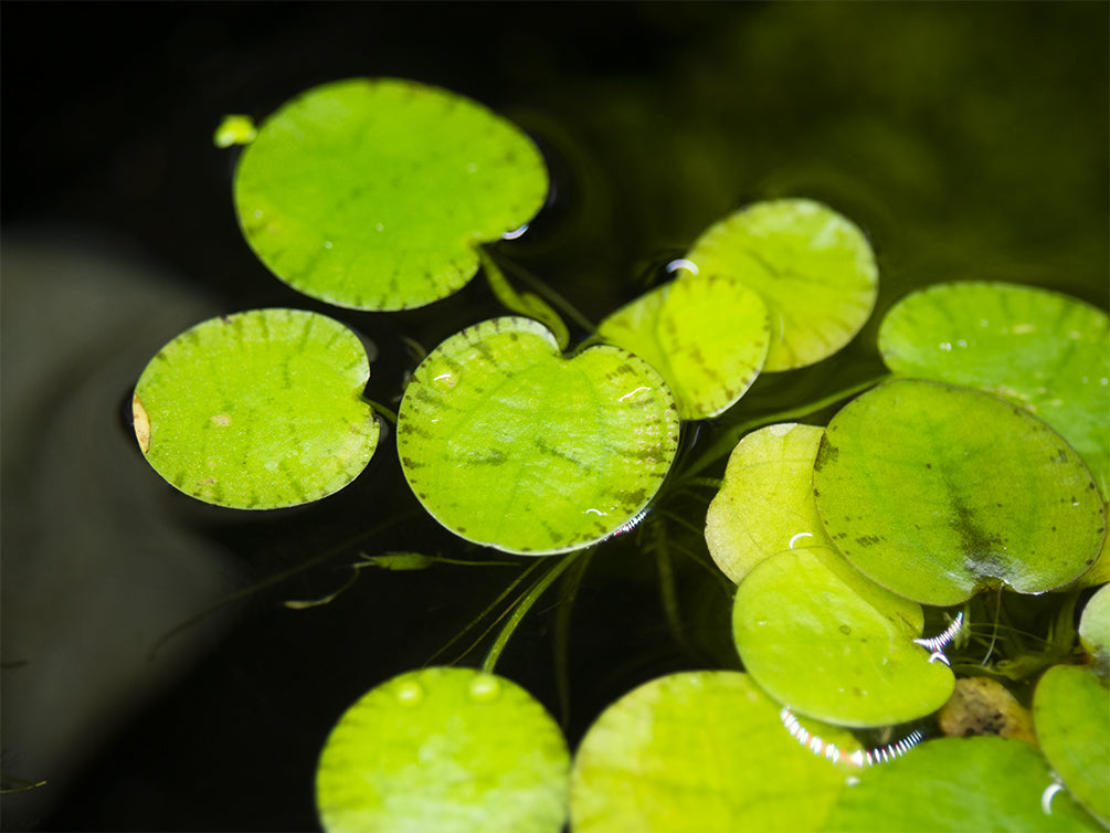 amazon frogbit for sale by aquatic arts