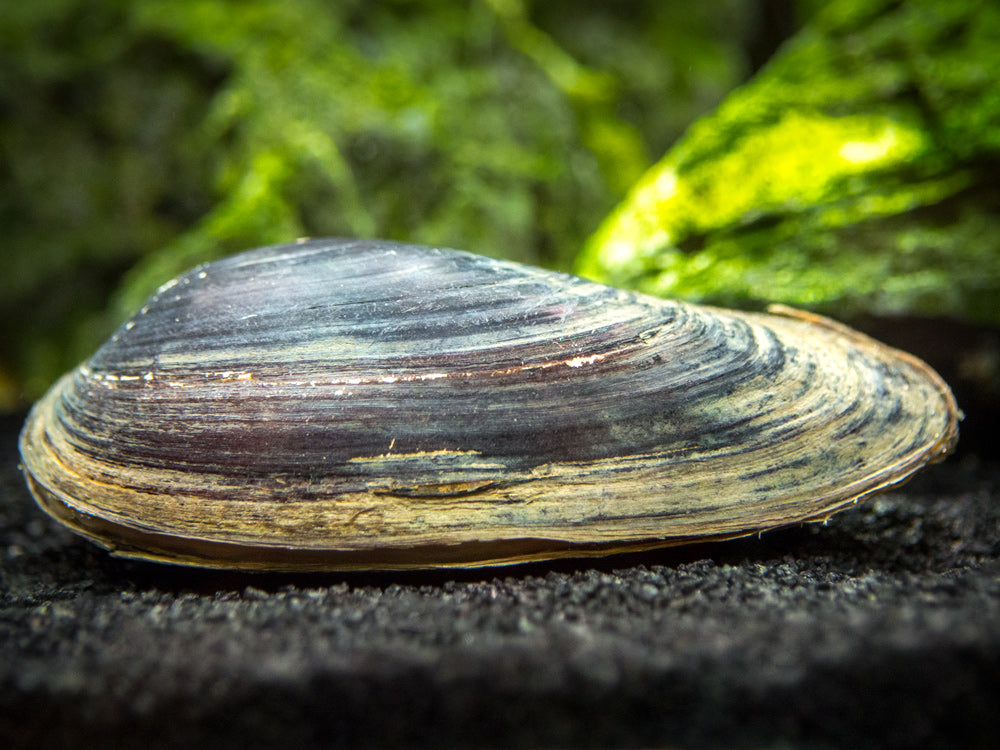 Taiwan Pond Mussel (Sinanodonta lauta) - Aquatic Arts