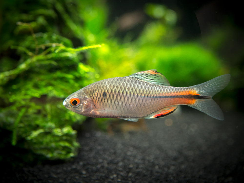 Blue Amur Taiwanese Bitterling (Paracheilognathus himantegus)