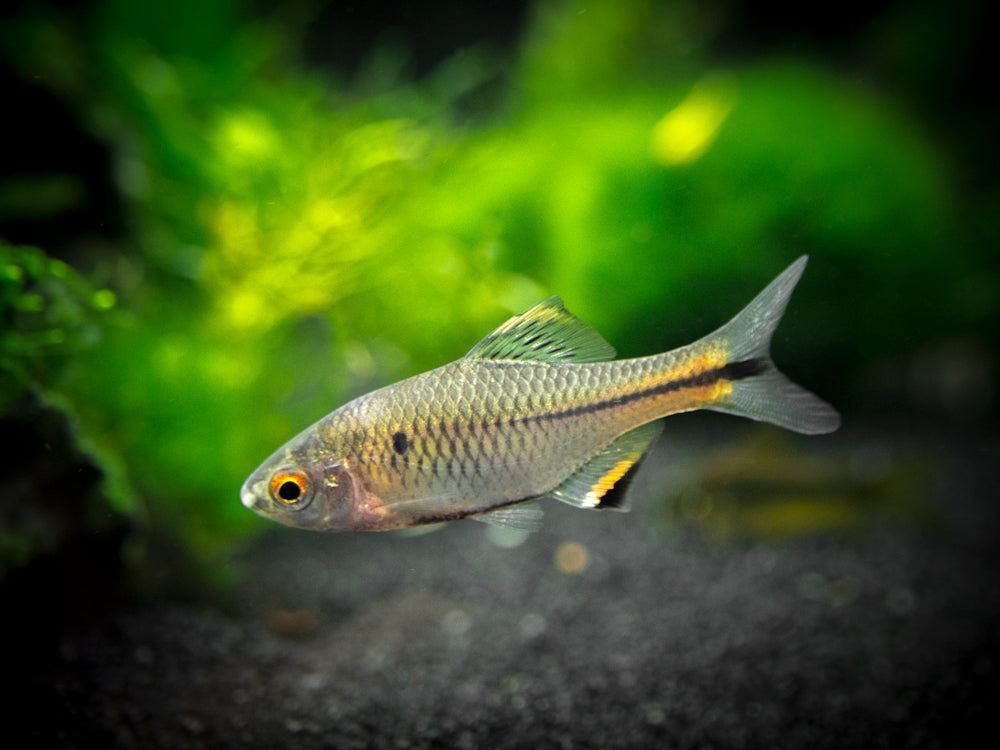 Blue Amur Taiwanese Bitterling (Paracheilognathus himantegus)
