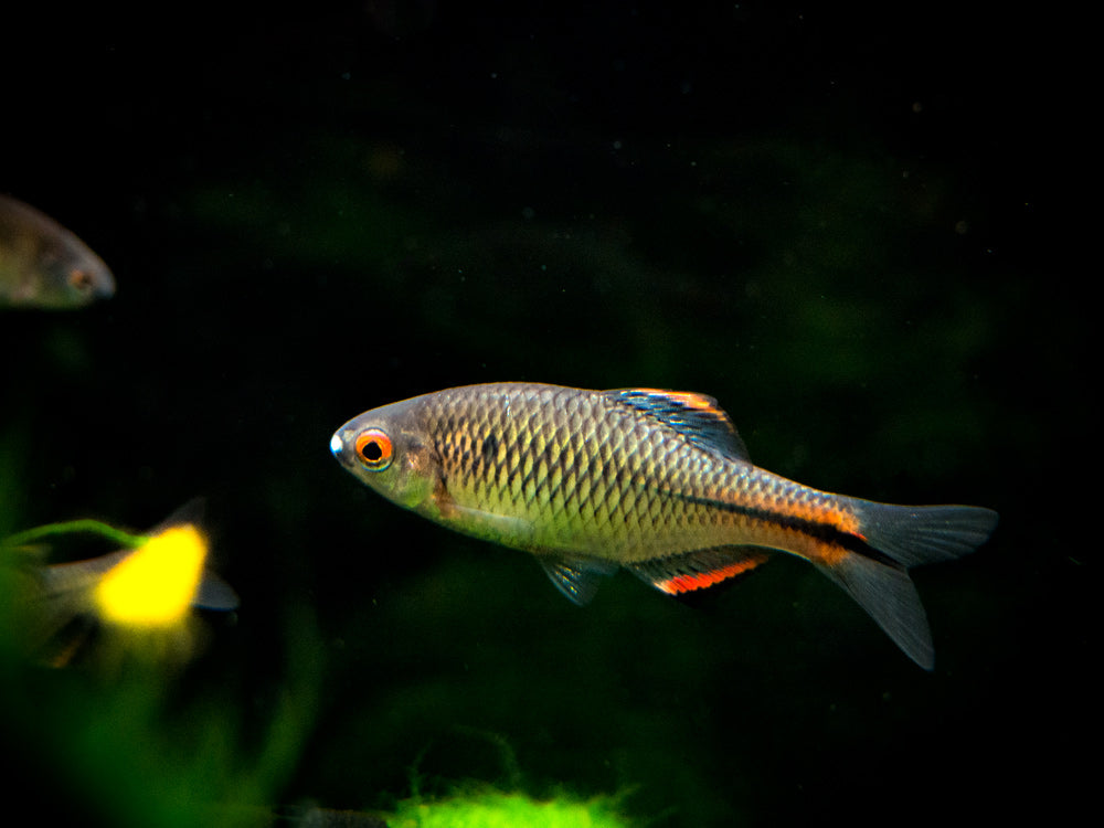 Blue Amur Taiwanese Bitterling (Paracheilognathus himantegus)